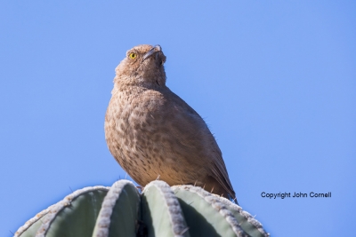 Curve-billed-Thrasher;One;Thrasher;Toxostoma-curvirostre;avifauna;bird;birds;col